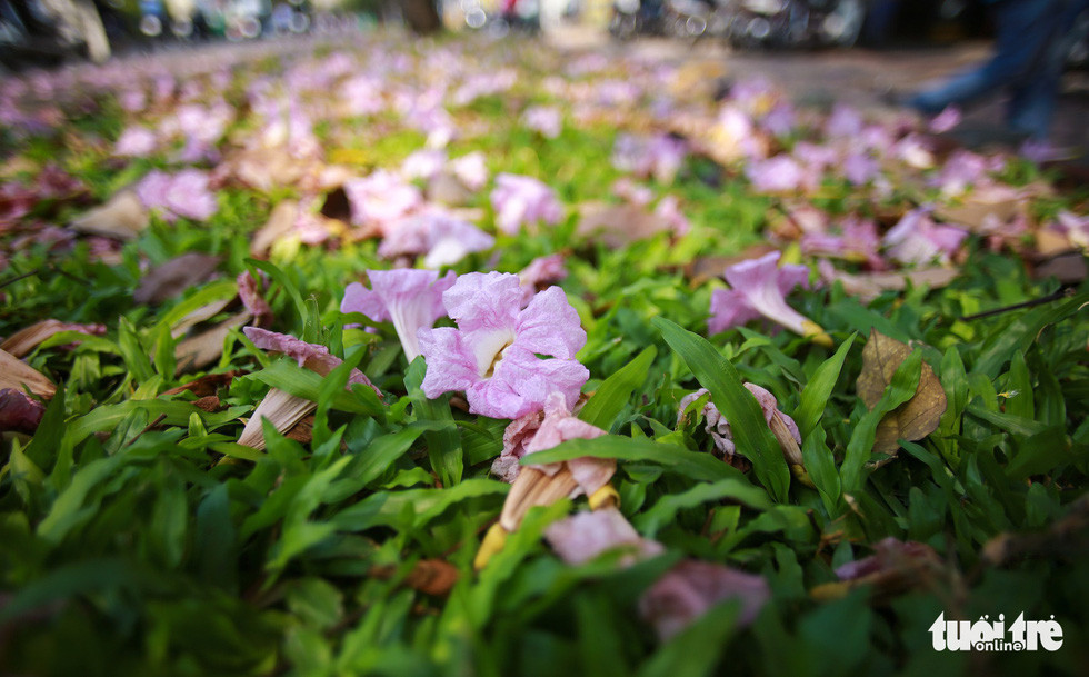 Phần thảm cỏ trên vỉa hè ngập tràn hoa kèn hồng rụng xuống - Ảnh: THUẬN KHÁNH