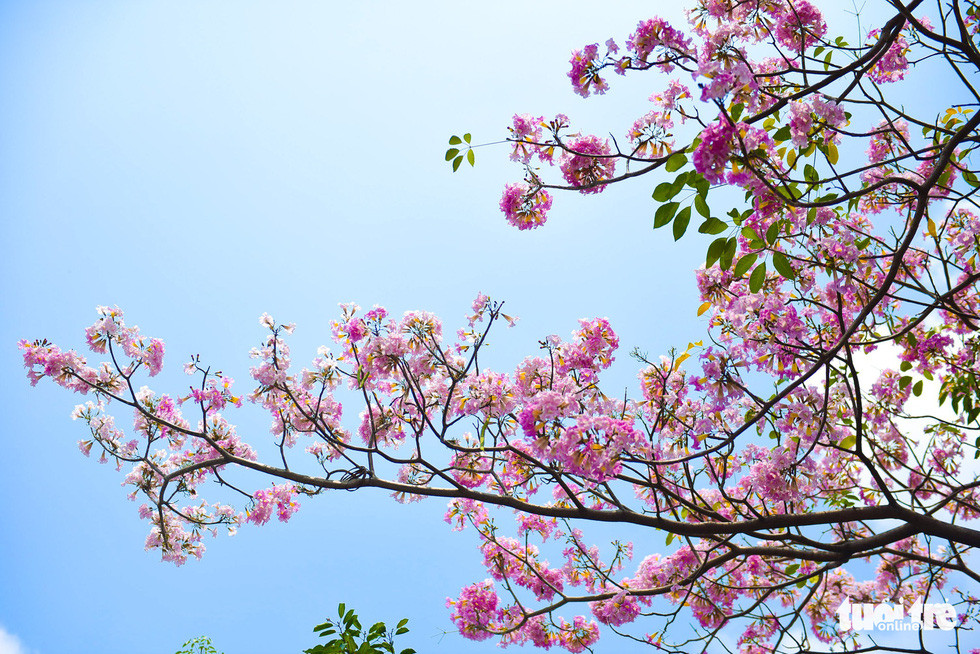 Sau khi rụng lá, kèn hồng chỉ còn những cụm hoa hình dáng giống chiếc kèn trên những đầu cành - Ảnh: THUẬN KHÁNH.