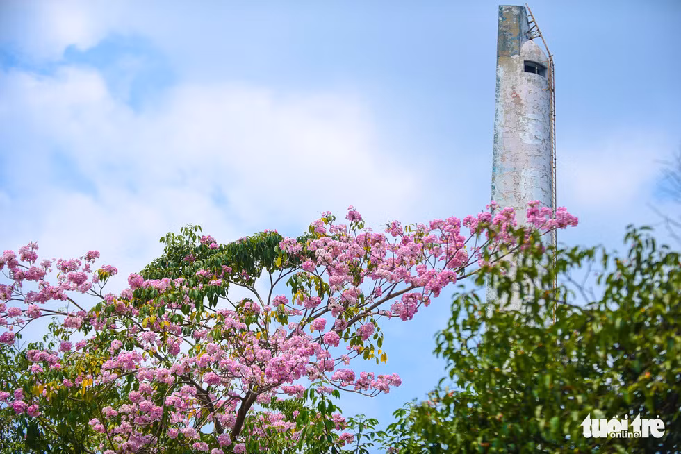 Mỗi năm, chỉ có vài ngày để người dân Sài Gòn có thể chiêm ngưỡng hoa kèn hồng nở rộ trên đường phố - Ảnh: THUẬN KHÁNH