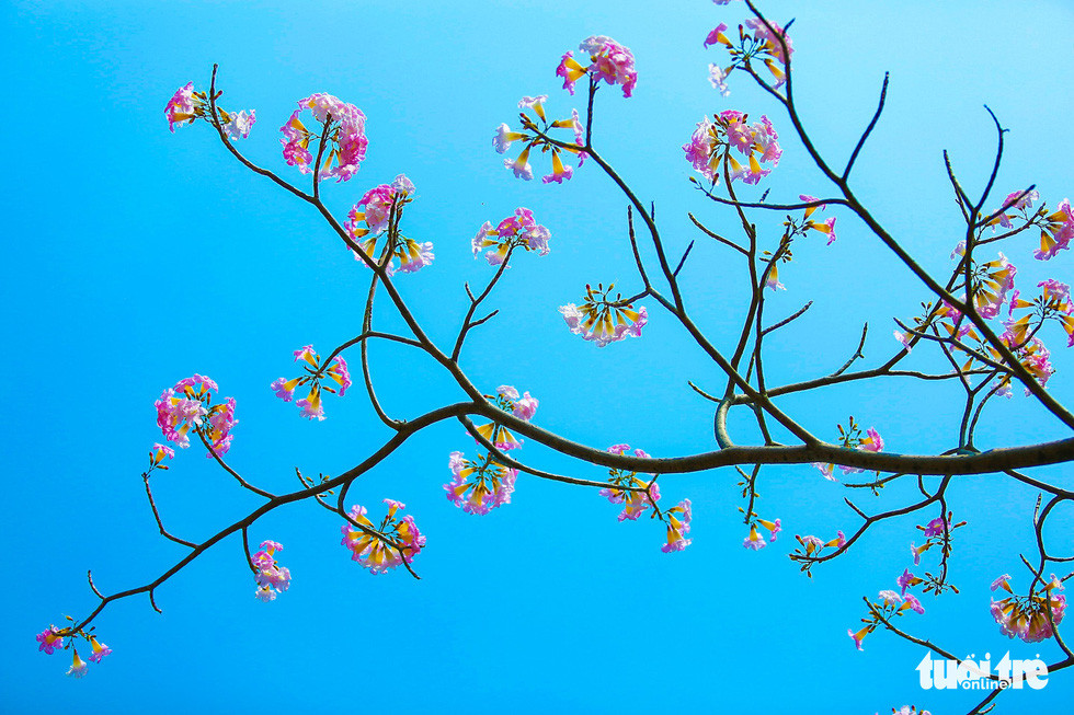 Những bông hoa kèn hồng tô sắc trên nền trời xanh - Ảnh: THUẬN KHÁNH.
