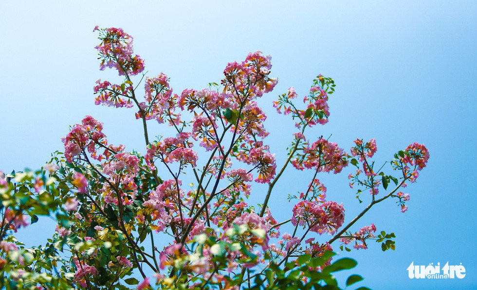 Nổ rộ được vài ngày nay, có những chùm hoa kèn hồng đã đến ngày tàn phai dưới ánh nắng gay gắt của Sài Gòn - Ảnh: THUẬN KHÁNH