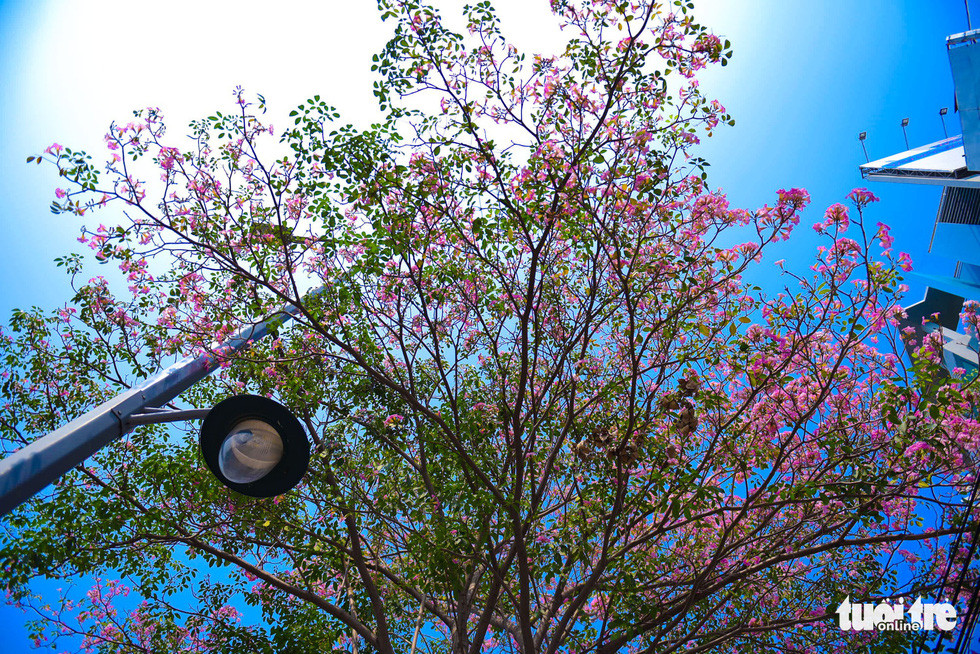 Hoa kèn hồng khoe sắc trên đoạn đường Điện Biên Phủ, Q. Bình Thạnh - Ảnh: THUẬN KHÁNH