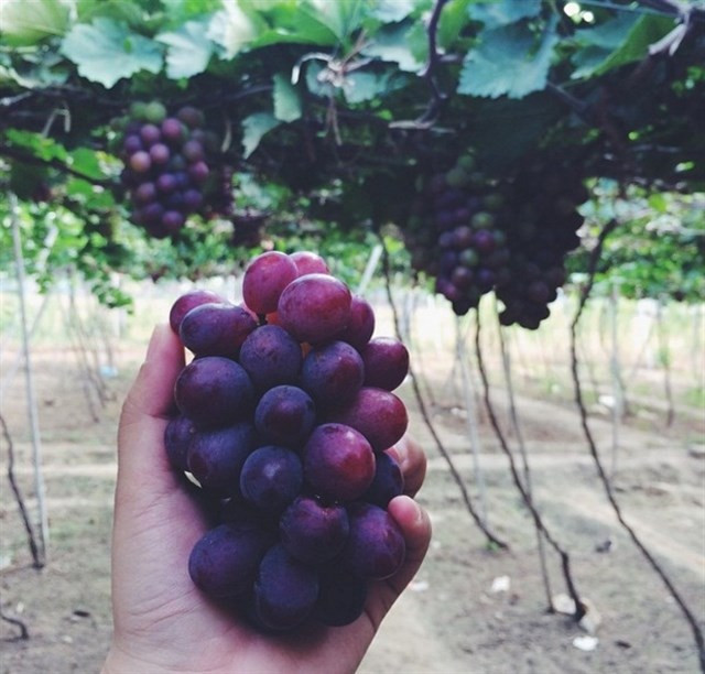 Ngoài ra, bạn sẽ được người dân bản địa chia sẻ về cách phân biệt giữa nho Ninh Thuận và các loại nho nhập khẩu khác.