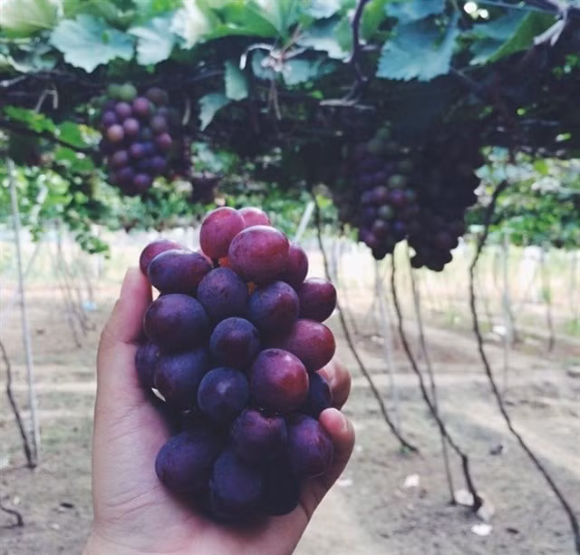 Ngoài ra, bạn sẽ được người dân bản địa chia sẻ về cách phân biệt giữa nho Ninh Thuận và các loại nho nhập khẩu khác.