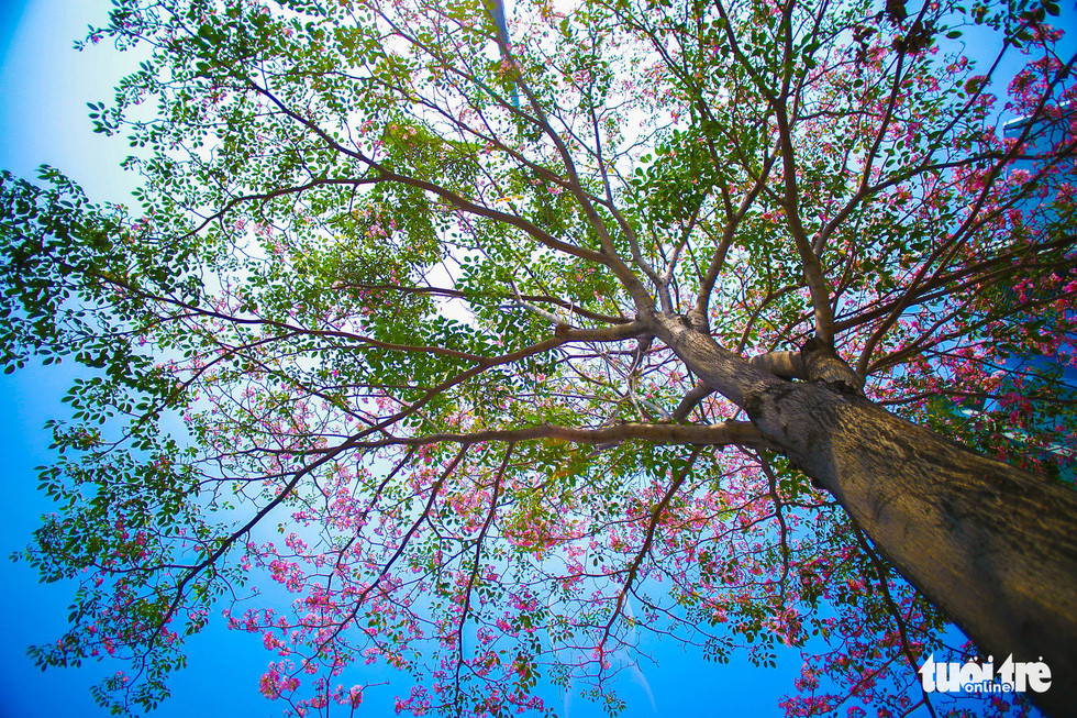 Vừa rợp bóng mát ven đường, vừa nở hoa làm cho tuyến phố thêm phần sắc màu - Ảnh: THUẬN KHÁNH