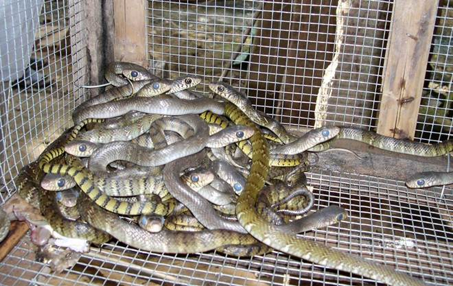 Theo ông Hải, giá rắn giống 1 tuần tuổi ở mức 350.000 đồng/con; loại 1 tháng tuổi giá 400.000 đồng/con. Rắn thịt khoảng 700.000 đồng/kg. Ảnh: Zing.