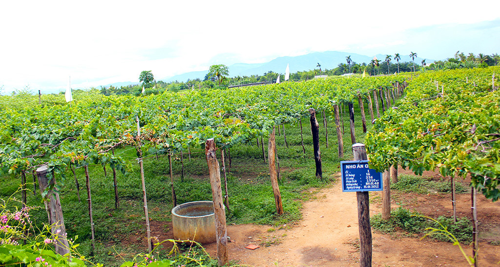 Vườn nho miễn phí Ba Mọi của ông Nguyễn Văn Mọi nằm ở thôn Hiệp Hòa, xã Phước Thuận, huyện Ninh Phước, tỉnh Ninh Thuận. Cách TP. Phan Rang tháp chàm và huyện Ninh Phước khoảng 6km, cách tỉnh Ninh Sơn và huyện Thuận Nam khoảng 30km về hướng bắc. Ảnh: Zing.