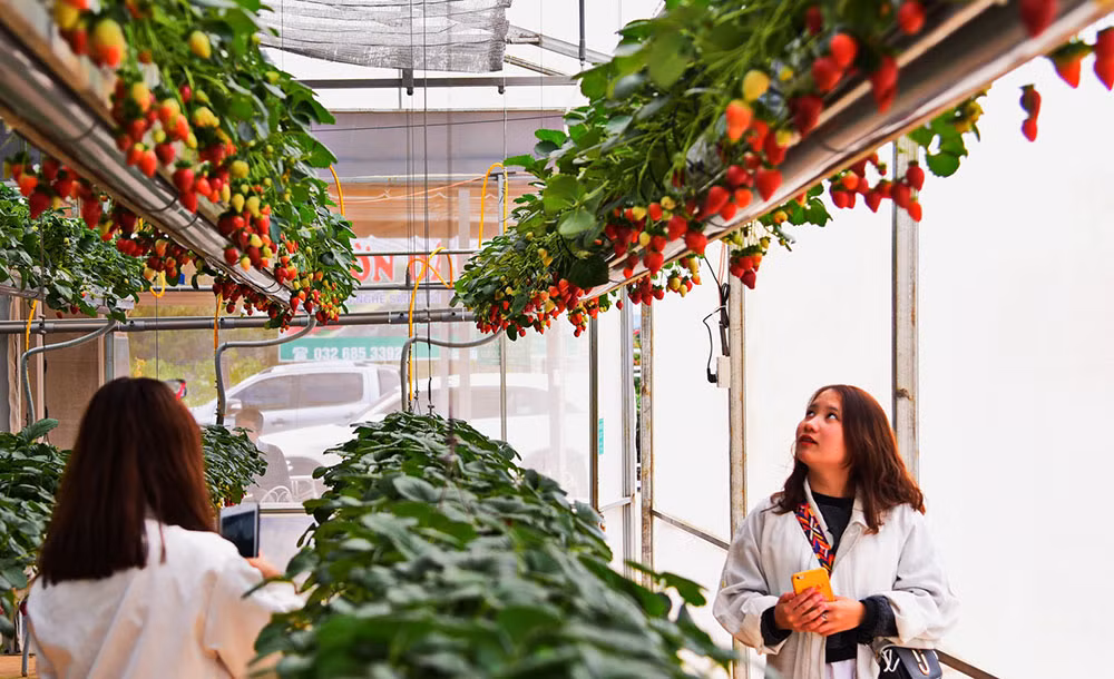 Bo dao than, vo Da Lat trong dau tay treo lo lung, dep phat hon-Hinh-3