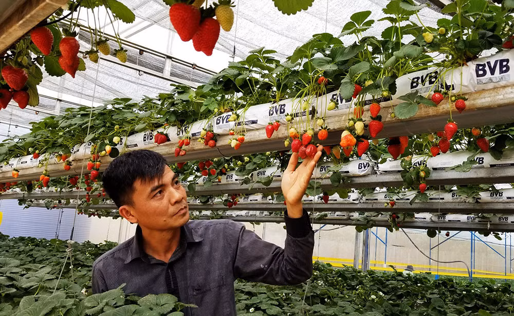 Bo dao than, vo Da Lat trong dau tay treo lo lung, dep phat hon