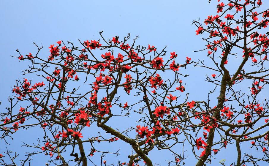 Những đóa hoa gạo như thắp lửa một góc không gian. (Ảnh: Trung Hiếu)