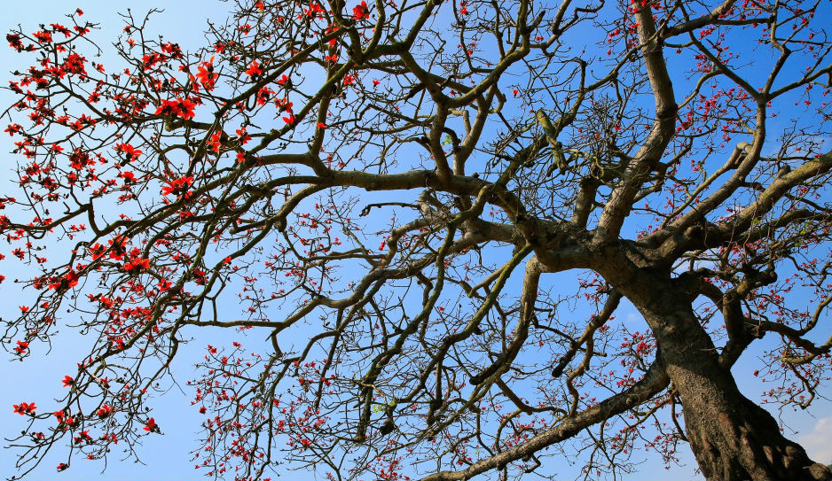 Hoa gạo gợi trong lòng những người con đi xa quê hương những kỷ niệm về làng quê thanh bình.