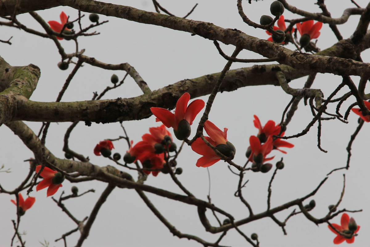 Hoa gạo còn có tên khác là Mộc Miên hay hoa pơ lang có hoa to, cánh hoa dầy và đỏ thắm, chỉ nở hoa duy nhất vào thời điểm tháng 3, tháng 4 trong năm.