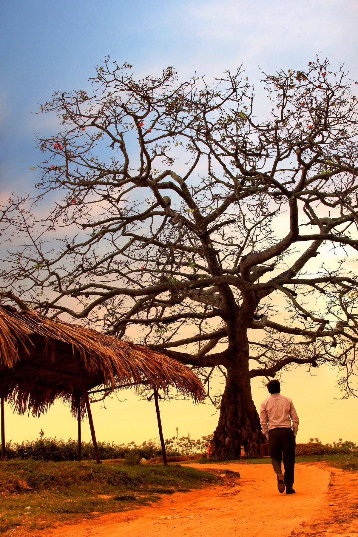 Tán gạo như một mâm xôi khổng lồ giữa trời. Màu hoa đỏ rực càng làm cho mâm xôi ấy trở nên đặc biệt, nó vẽ lên bầu trời tháng Ba một màu đỏ ấm áp bình yên.