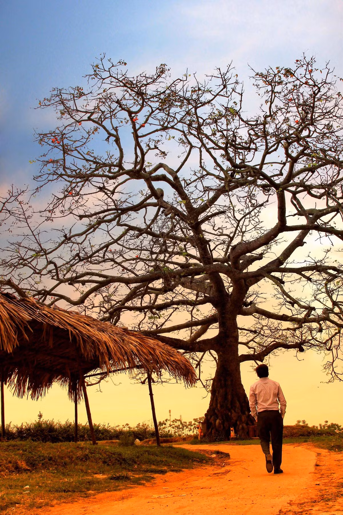 Tán gạo như một mâm xôi khổng lồ giữa trời. Màu hoa đỏ rực càng làm cho mâm xôi ấy trở nên đặc biệt, nó vẽ lên bầu trời tháng Ba một màu đỏ ấm áp bình yên.