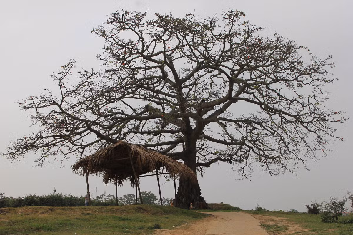 Tháng Ba, khi tiết trời còn xót lại chút se se lạnh, từng ánh nắng cũng rót vàng như mật mênh mang khắp chốn nhân gian. Những cành cây gạo khẳng khiu đã trút hết lá trong mùa đông lạnh giá, nay lại hé nở từng búp lộc xanh non. Trên tán cây ấy lại bừng đỏ những bông hoa như thắp lửa rực rỡ trong tiết trời tháng ba.