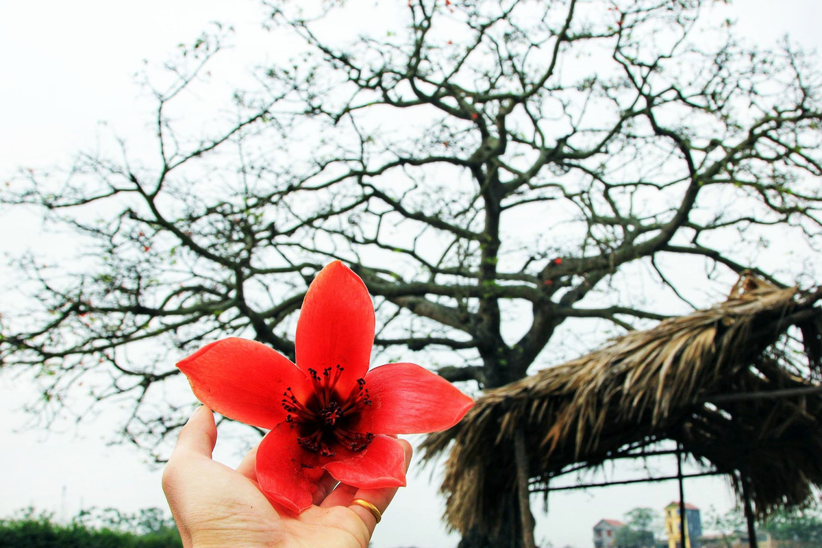 Hoa gạo không chỉ đẹp với sắc đỏ thắm mà còn rất tốt cho sức khỏe, được biết đến như một vị thuốc chữa được nhiều bệnh. Theo Đông y, nhiều bộ phận của cây gạo được sử dụng làm thuốc như hoa, vỏ cây, rễ.