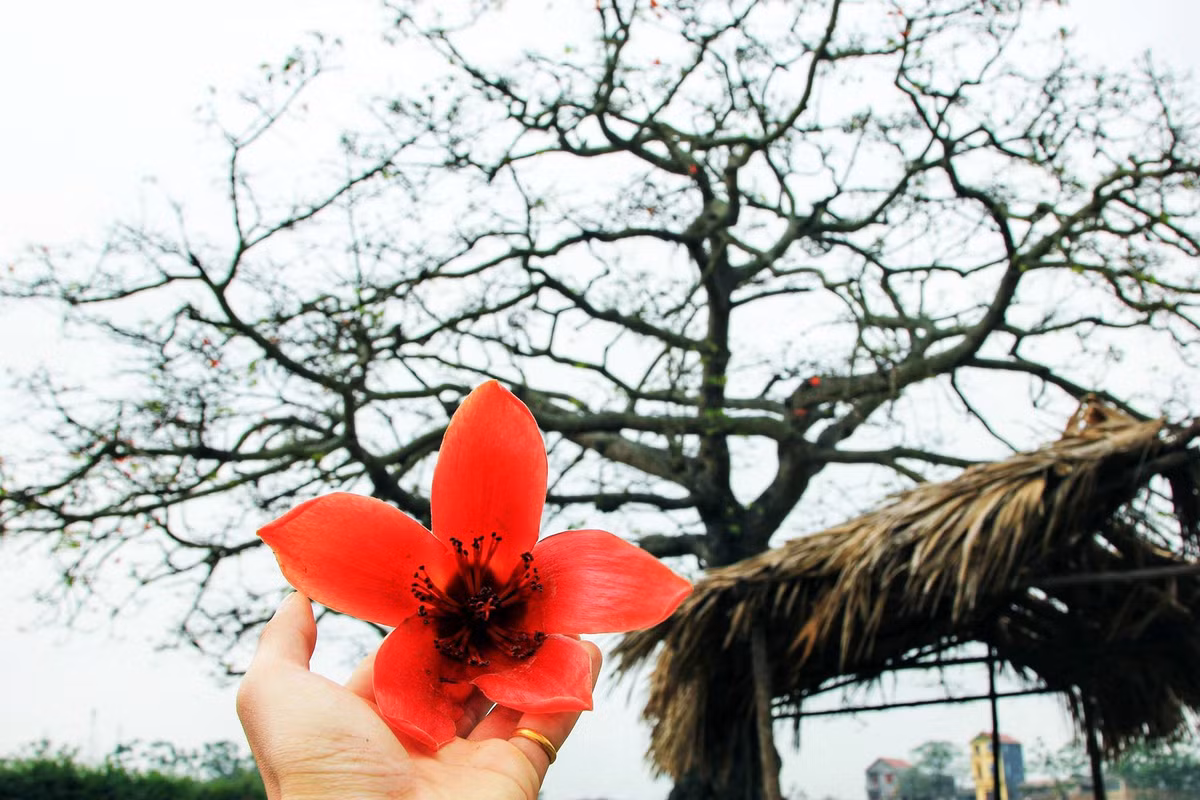 Hoa gạo không chỉ đẹp với sắc đỏ thắm mà còn rất tốt cho sức khỏe, được biết đến như một vị thuốc chữa được nhiều bệnh. Theo Đông y, nhiều bộ phận của cây gạo được sử dụng làm thuốc như hoa, vỏ cây, rễ.