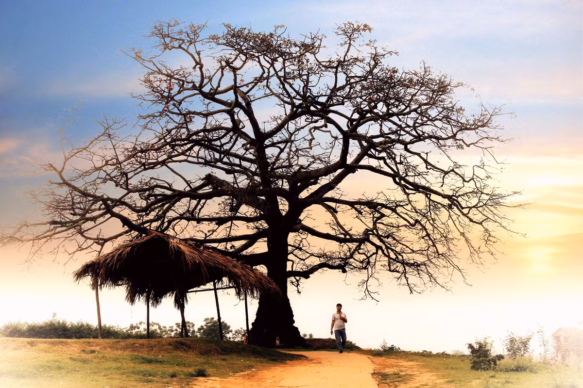 Màu hoa gạo đỏ như lửa từ lâu đã đi vào thi ca, âm nhạc và thấm vào ký ức tuổi thơ của nhiều người dân quê. (Ảnh: Trung Hiếu)