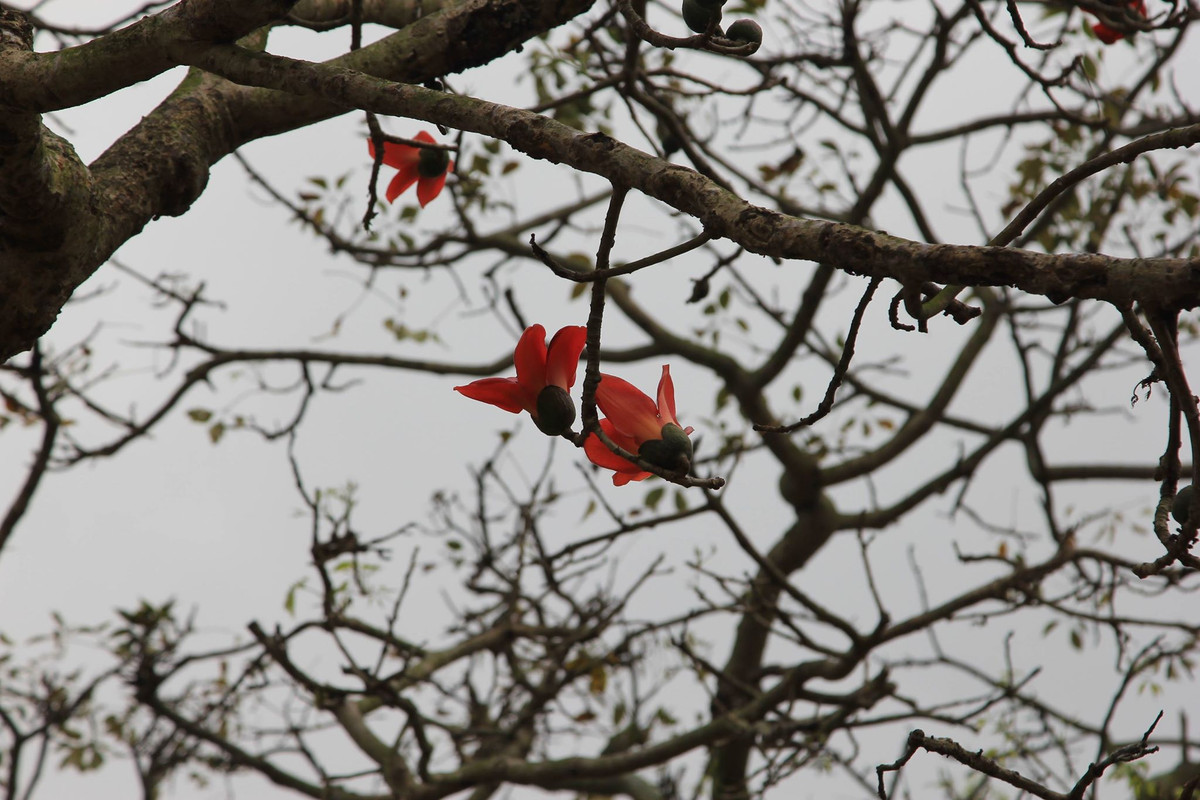  Hoa gạo gắn bó với làng quê Bắc Bộ như một hình ảnh không thể tách rời như cây đa, bến nước, sân đình.