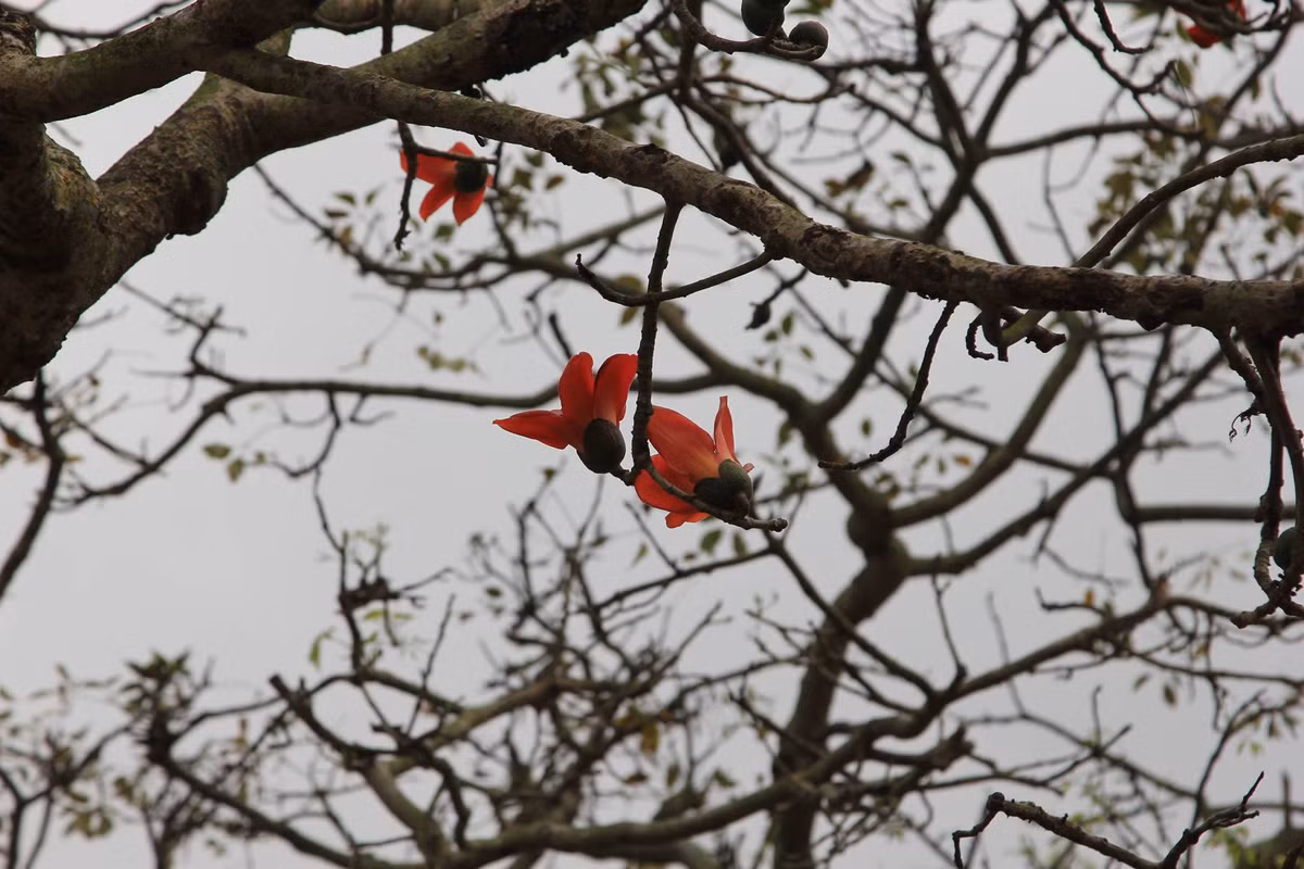  Hoa gạo gắn bó với làng quê Bắc Bộ như một hình ảnh không thể tách rời như cây đa, bến nước, sân đình.