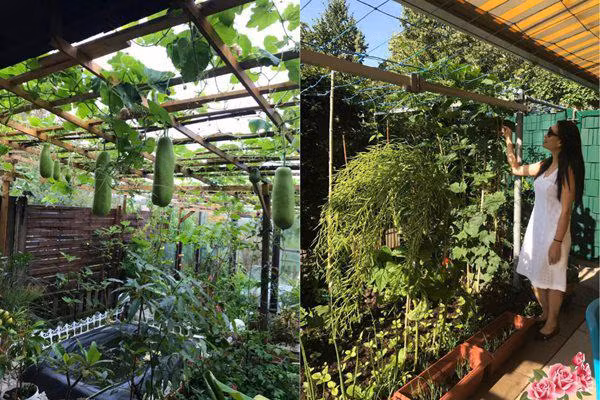 Sinh sống và làm việc ở Đức đã lâu, chị Giáng Hương chưa bao giờ nguôi ngoai nỗi nhớ quê hương, đặc biệt là các món ăn mang phong vị Việt. Vốn sẵn niềm đam mê làm vườn, chị đã bắt tay vào cải tạo khu đất bỏ hoang trước nhà trồng đủ các loại rau quả để đảm bảo có những những món ăn đậm vị Việt.