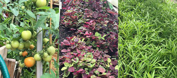 Trong quá trình sinh trưởng, cây có vấn đề sâu bệnh, chị tự tay ngâm dung dịch tỏi, ớt, gừng và rượu trị bệnh dứt điểm.