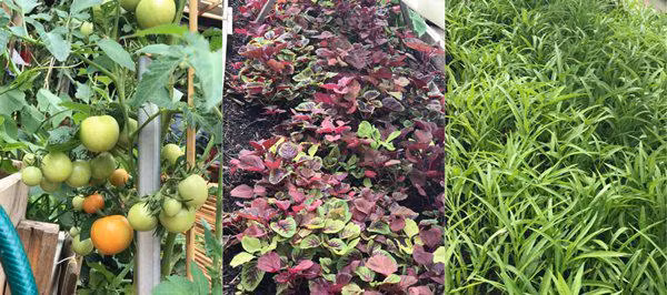 Trong quá trình sinh trưởng, cây có vấn đề sâu bệnh, chị tự tay ngâm dung dịch tỏi, ớt, gừng và rượu trị bệnh dứt điểm.