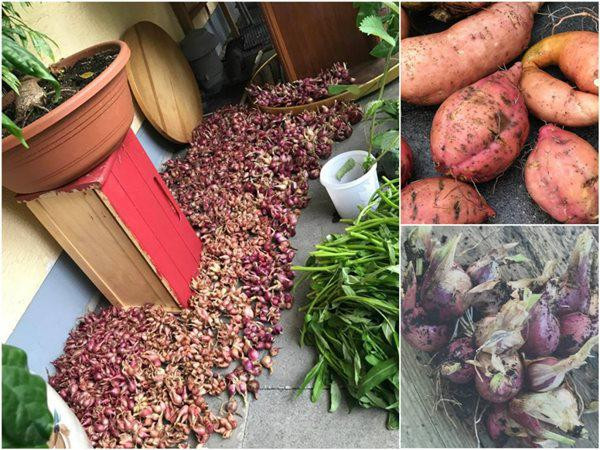 Chị Giáng Hương bộc bạch, cuộc sống nơi ''đất khách quê người'' vất vả nhiều lúc khiến chị không khỏi tủi thân. Tuy nhiên, chị may mắn có vườn rau làm thú vui, giúp chị vơi bớt nỗi nhớ nhà.