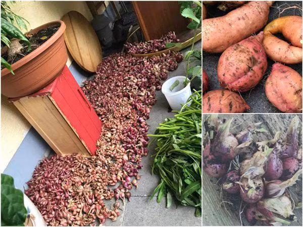 Chị Giáng Hương bộc bạch, cuộc sống nơi ''đất khách quê người'' vất vả nhiều lúc khiến chị không khỏi tủi thân. Tuy nhiên, chị may mắn có vườn rau làm thú vui, giúp chị vơi bớt nỗi nhớ nhà.