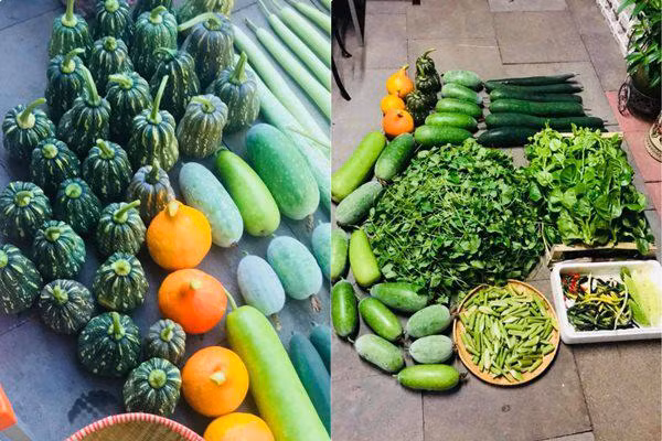 Nhờ "mát tay", vụ nào gia đình chị cũng thu hoạch nhiều rau củ đến nỗi "ăn không hết", chị mang biếu bạn bè và người thân.