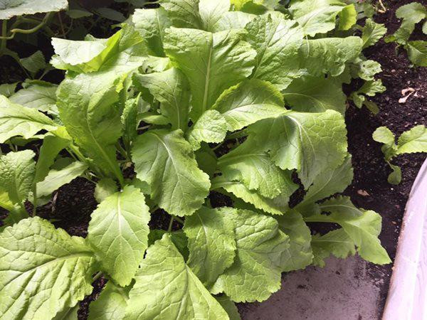 Trong vườn chị trồng đủ loại rau ở Việt Nam như rau thơm, rau muống, dưa leo, mướp, bầu bí, su su, tía tô, lá lốt , bầu đất, so đũa,mắc mật, ngải cứu tím, tần dầy lá, lá cẩm các màu, khoai lang, khoai sọ...