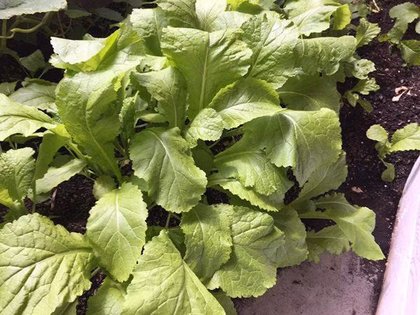 Trong vườn chị trồng đủ loại rau ở Việt Nam như rau thơm, rau muống, dưa leo, mướp, bầu bí, su su, tía tô, lá lốt , bầu đất, so đũa,mắc mật, ngải cứu tím, tần dầy lá, lá cẩm các màu, khoai lang, khoai sọ...