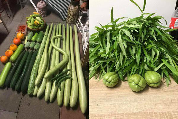 Nhìn những thành quả của chị gieo trồng, không ít người tỏ ra thán phục và ngưỡng mộ.