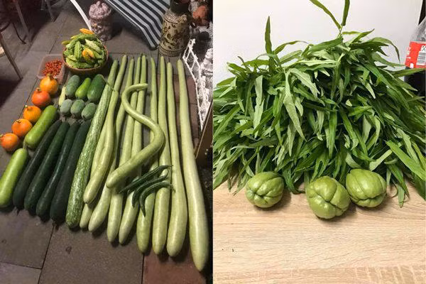 Nhìn những thành quả của chị gieo trồng, không ít người tỏ ra thán phục và ngưỡng mộ.