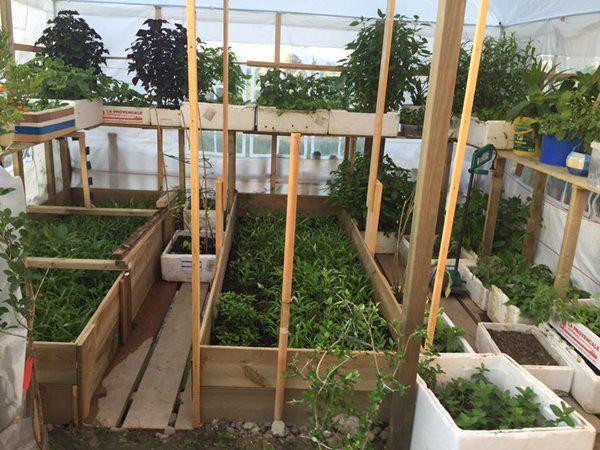 Chị Hương còn tự lái xe hàng chục km đến các công trình xây dựng xin gỗ về tự cưa xẻ thành các miếng nhỏ, đóng thành khung trồng rau và lát lối đi khiến ai cũng đều phải thán phục người phụ nữ nhỏ nhắn nhưng đảm đang này.