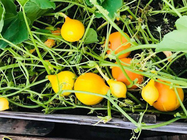 Chị Hương chia sẻ, để các loại rau xanh, cây lấy quả cho năng suất cao, đất trồng cần bổ sung đủ dinh dưỡng, được xới đất, làm cỏ thường xuyên. Đặc biệt luôn đảm bảo cây trồng được tưới đủ lượng nước cần thiết.