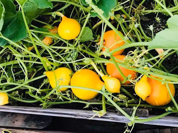 Chị Hương chia sẻ, để các loại rau xanh, cây lấy quả cho năng suất cao, đất trồng cần bổ sung đủ dinh dưỡng, được xới đất, làm cỏ thường xuyên. Đặc biệt luôn đảm bảo cây trồng được tưới đủ lượng nước cần thiết.