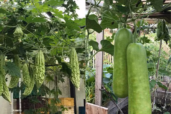 Với các loại rau giống, chị Hương thường đặt mua giống từ trong nước gửi qua Đức. Chị cho biết, tiền vận chuyển giống cây sang Đức khá đắt nhưng chất lượng giống tốt hơn, cho rau, trái ngon đúng vị.