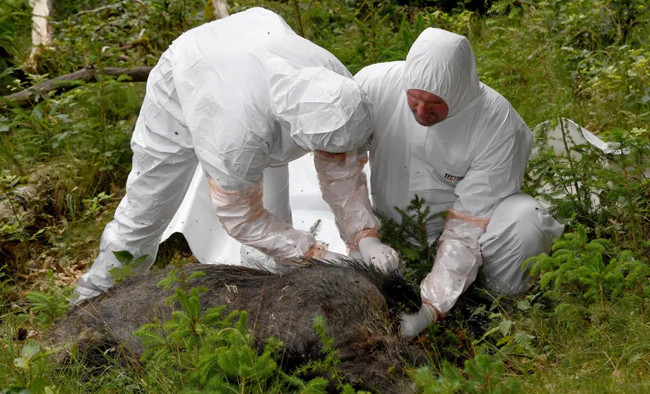 Giai phap chong dich ta lon chau Phi tren the gioi