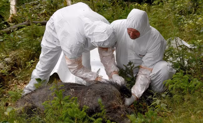 Giải pháp chống dịch tả lợn châu Phi trên thế giới Giai phap chong dich ta lon chau Phi tren the gioi