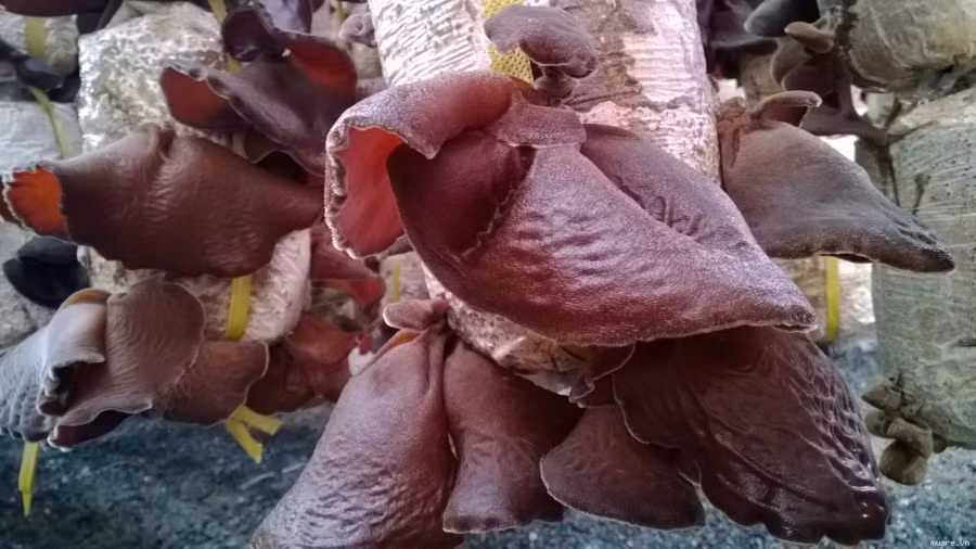 Sai lầm khi ăn mộc nhĩ nhiều người không biết dễ gây ngộ độc - Hình 2 Sai lam khi an moc nhi nhieu nguoi khong biet de gay ngo doc-Hinh-2