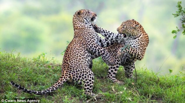 Khi báo hoa mai kịch chiến, chúng thường xuyên sử dụng sự khéo léo, linh hoạt của bản thân, vì vậy những trận chiến của báo hoa mai thường rất đặc sắc, hấp dẫn.