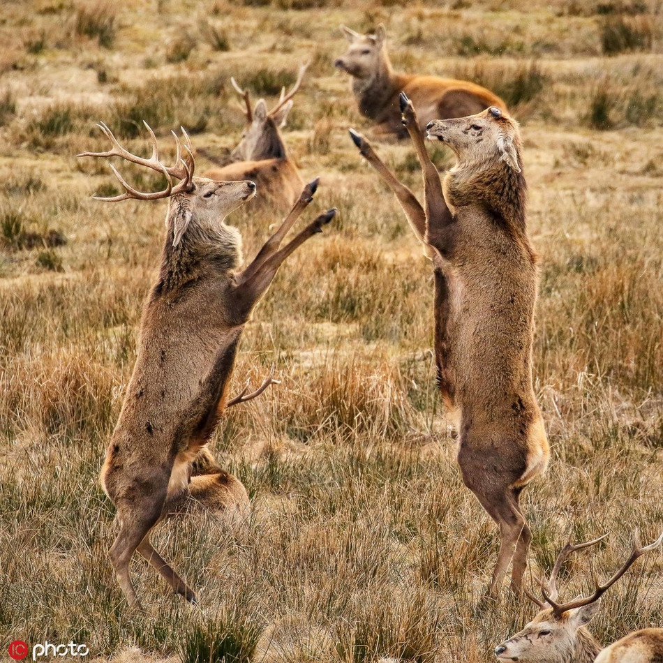 Đừng nghĩ những con hươu hiền lành. Khi động chạm đến quyền lợi sinh tồn, duy trì nòi giống, những con hươu cũng hung hăng và dữ tợn không kém các loài động vật khác. Chúng sẵn sàng lao vào chiến đấu như những đấu sĩ thực thụ.