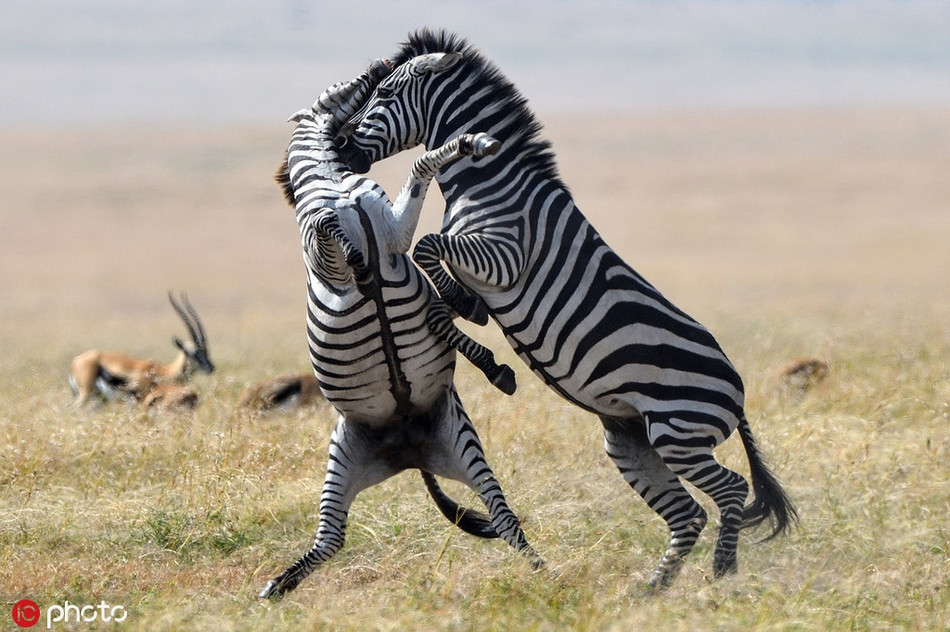 Màn kịch chiến của ngựa vằn có thể nói là dữ dội và khốc liệt không thua các trận đấu quyền anh chuyên nghiệp. Được biết, những con ngựa vằn thường chiến đấu để cạnh tranh vị trí đồng thời cạnh tranh quyền giao phối.