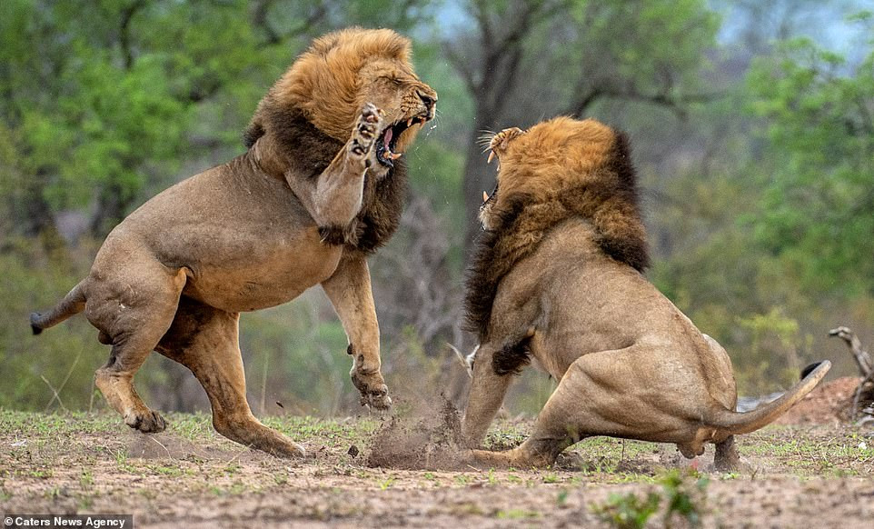 Tương tự như trận chiến của những con hổ vằn, trận chiến của sư tử vô cùng thu hút bởi sự kịch tính, sử thi. Tuy nhiên, trận đấu của sư tử phần lớn là để thị uy, vì thế luôn thể hiện sức mạnh thuần chất, ít có sự khéo léo, kỹ năng.