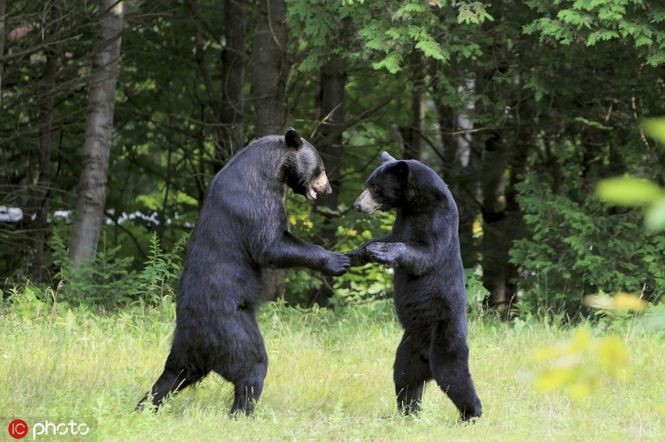 Một cặp anh em gấu chó đang thực chiến, rèn luyện sức khỏe và năng lực của bản thân. Chúng nó thực sự có dáng đứng rất chuyên nghiệp, chẳng khác nào các đấu sĩ.