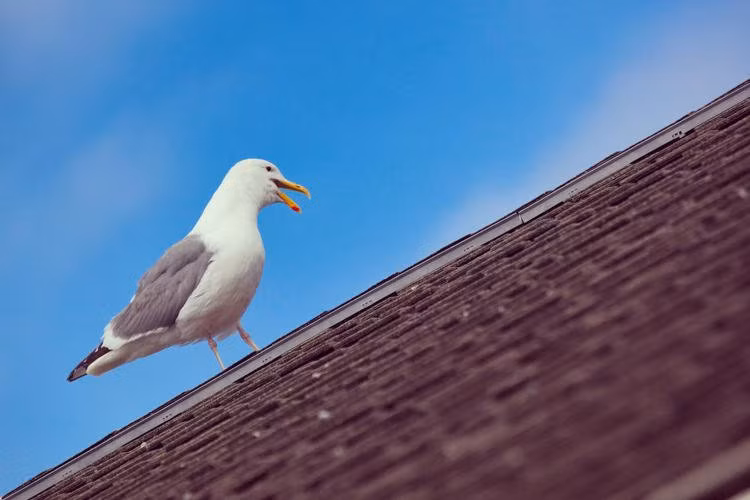 Hãi hùng vợ chồng già bị chim hải âu "bắt" làm con tin - Hình 2 Hai hung vo chong gia bi chim hai au