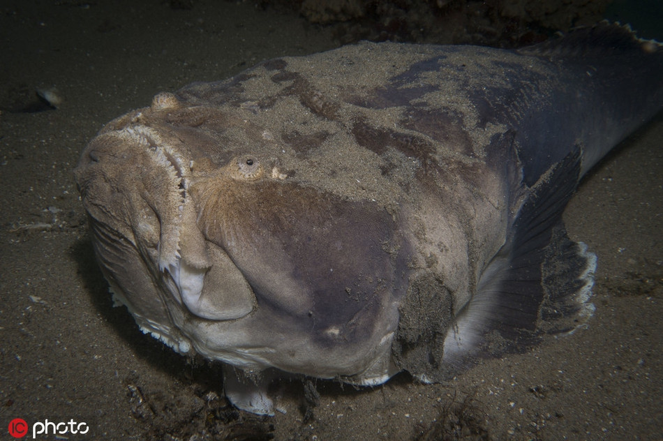 Giai ma tai nguy trang nhu hon ma cua ca chiem tinh-Hinh-2