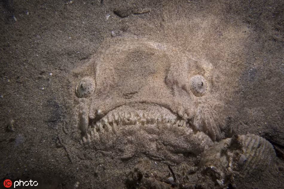 Giai ma tai nguy trang nhu hon ma cua ca chiem tinh-Hinh-4