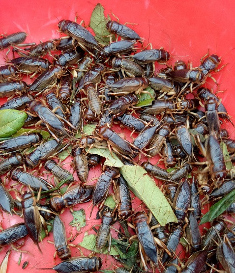 Dac san Tay Bac: Mua xuong san de men ve xao nuoc mang chua